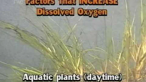Factors that Increase Dissolved Oxygen In Water