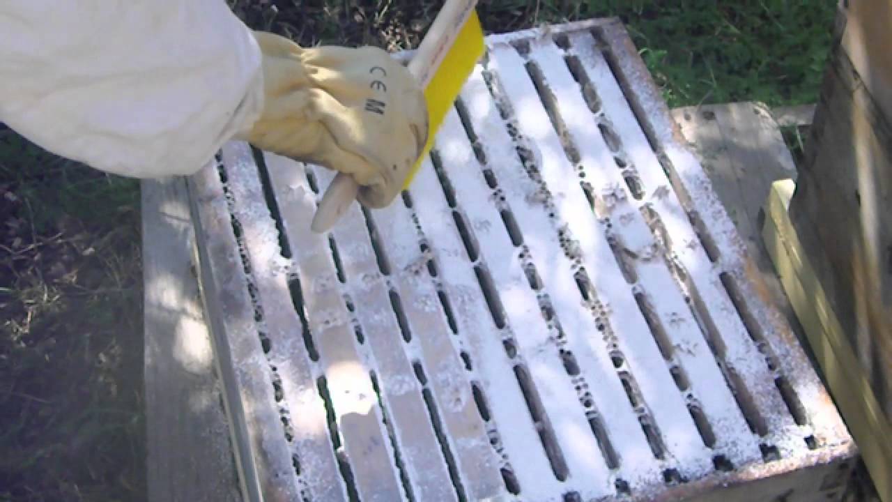 sugar dusting the honey bees for varroa mite control varroa mites control