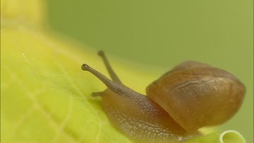 Lumix Fz200 Macro with Raynox DCR-250 (Hand-held & Without Editing)