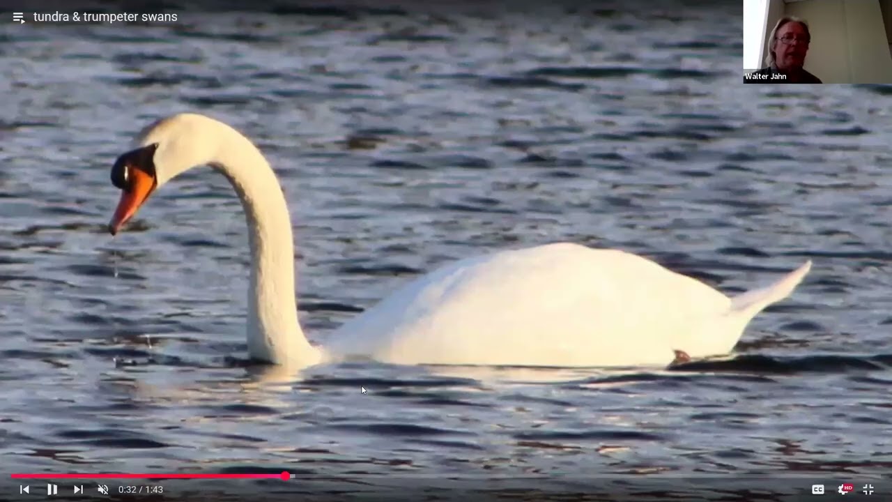 SWANS, GEESE, & DUCKS and their autumn migration