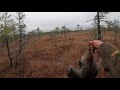 Охота на гуся в Ленинградской области. Осень 2021.
