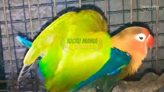 SUARA LOVEBIRD KAWIN 100% AMPUH LANGSUNG BIRAHI