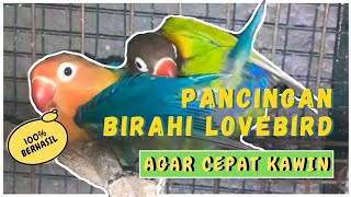 SUARA LOVEBIRD KAWIN 100% AMPUH LANGSUNG BIRAHI