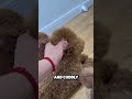 This Man Bought 3 Robotic Dogs рџ рџђ This Man Bought 3 Robotic Dogs рџ рџђ