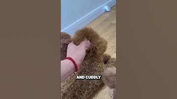 Deze man kocht 3 robot honden! 🤖🐕