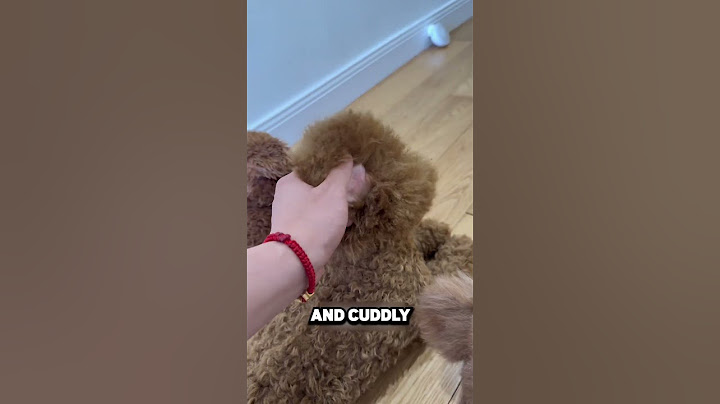 This Man Bought 3 Robotic Dogs! 🤖🐕