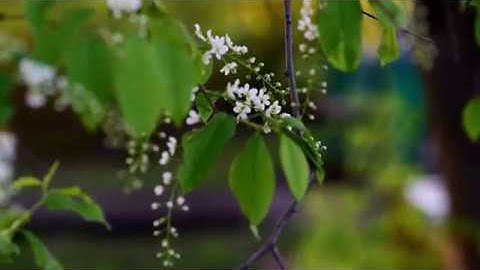 Zhiyun Crane 2 + Servo Follow Focus