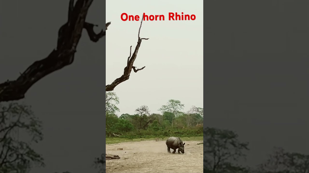 Rhino Spotted