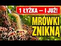 MRÓWKI ROZNOSZĄ MSZYCE PO OGRODZIE? / 1 ŁYŻECZKA Z APTEKI I ZNIKAJĄ W 24H!