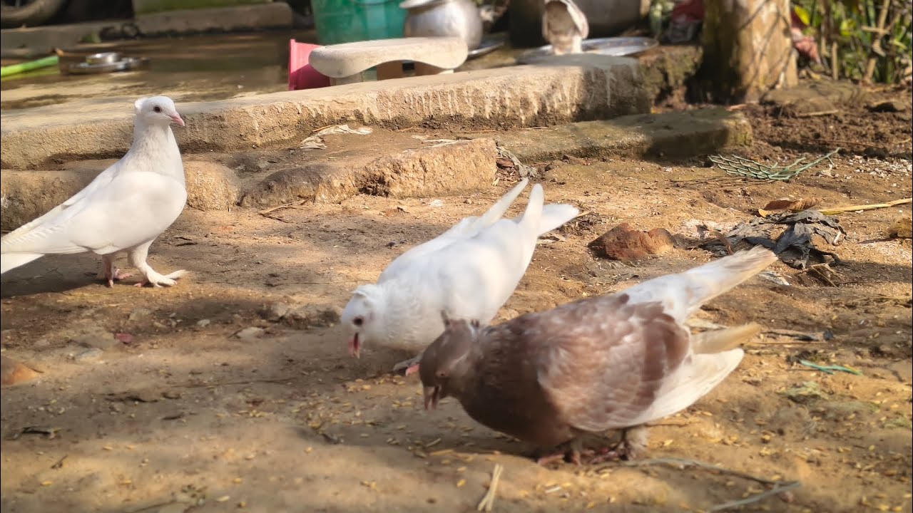 ବଗ ଖାଇଗଲା ମାଛ ସବୁ #youtube #youtuber #youtubeshorts #aseel #exotic #angul#odisha #viral #kabutar 