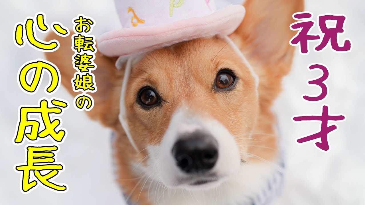 On his third birthday, he has grown into a sweet, quirky Corgi