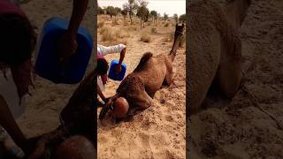 ٱل ق ر و ي  ون  ي ع ت ن ون  ب ج م ل ه م  ف ي ش د  ة  ٱل ح ر   ب ٱل م اء  ٱل ب ار د م ش ه د  م د ه ش  سمعها