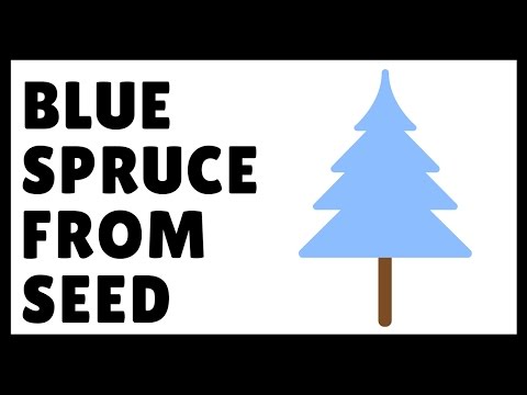 Video: Fertilizer For Spruce: How To Feed Blue Spruce? How To Feed In Spring For Growth? How To Fertilize Common Spruce At Home So That It Grows Faster?
