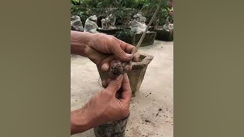 Cách trồng Lộc vừng con lấy bệ đẹp!