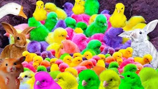 Cute Chickens Colorful Chickens, Rainbows Chickens, Cute Duck ,Cats ,funny animal  ,cute animals#30