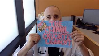 Cranial Cruciate Ligament Part 4: Comparing the TPLO versus the lateral suture technique!