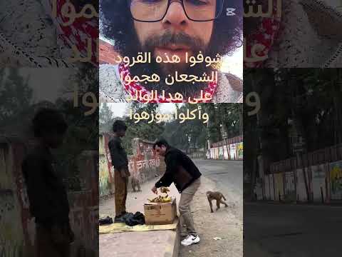 شوفوا هده القرود هجموا على هدا الولد وأكلوا موزهوه جابر الخواطر اكسبلور المنذر 