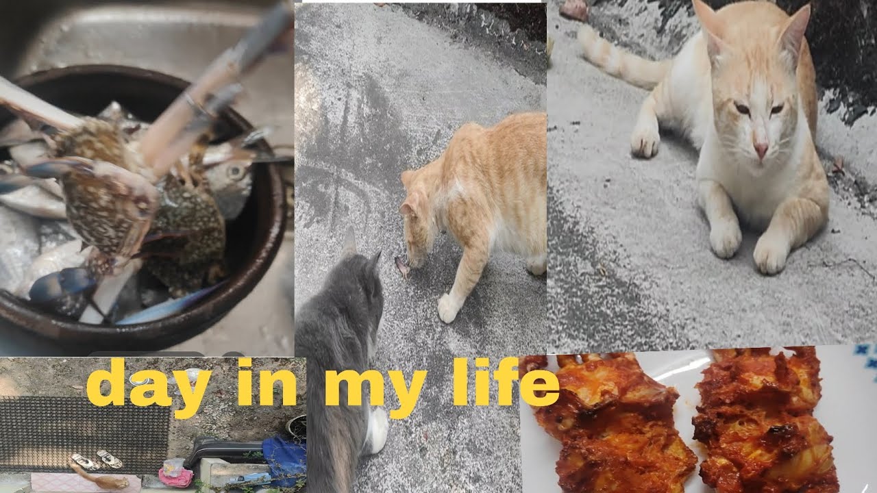 My cat started crying after smelling fish | cute  & emotional story