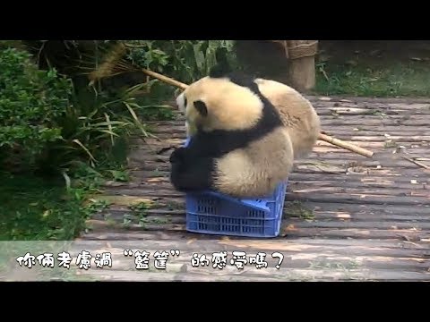 《熊貓早晚安》一筐難容二熊 | iPanda熊貓頻道