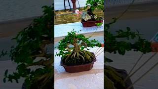 BONSAI JUARA                                   ytshorts garden