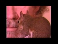 Bob Ross with Peapod the Pocket Squirrel!