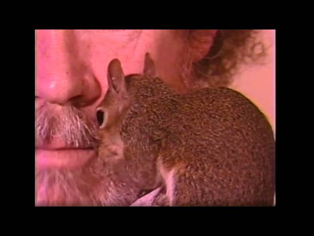 Bob Ross With Peapod The Pocket Squirrel! - Youtube