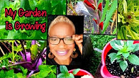 The New Orleans Gardener