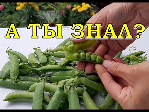 ЗЕЛЕНЫЙ ГОРОШЕК: Повторная посадка в июле🌱🌱🌱