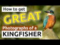 How to get great photographs of a Kingfisher