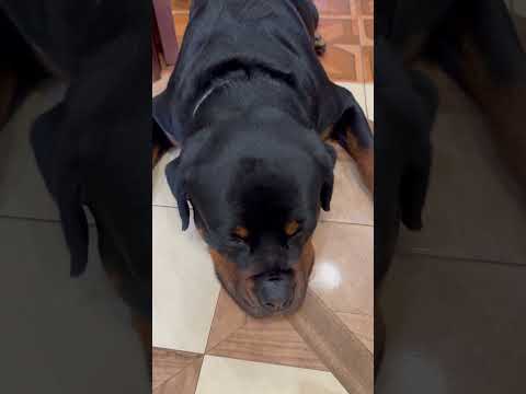 В лес? Пойду! #ротвейлердэдди #rottweiller #собакаприколы #ротвейлер #ротвейлервидео #прогулкавлесу