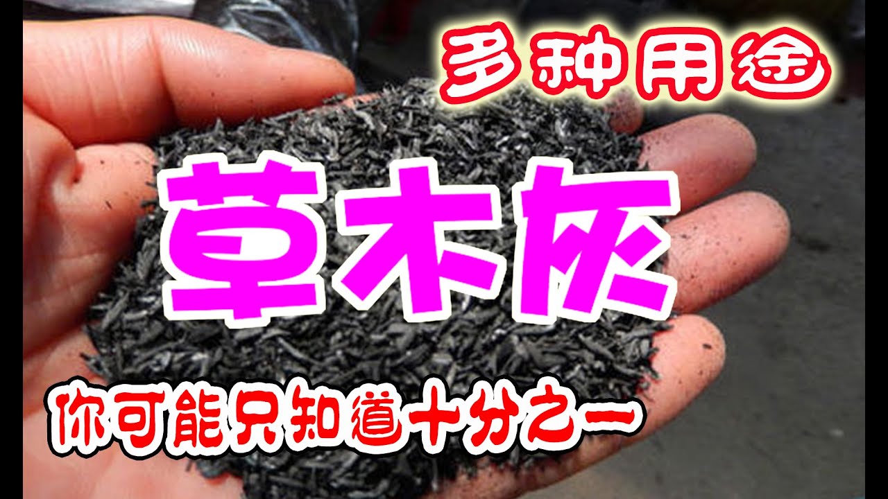 最全草木灰用途匯總，你以前知道的可能只是十分之一，肥效堪比化肥的萬能灰，最好的鉀肥，草木灰在菜園裏的N種妙用，什麽樣的草木灰肥力更強呢？