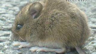 CUTEST BABY VOLE (FIELD MOUSE) TWINS 1.5 Inches 4 cm Gorgeous Tiny Soft light mini small furry little eye ear gray tail sibling gerbil rabbit hare snake prey bird sheep goat hen cock hawk eagle mink danger wtf lol sand public bicycle lane gravel grass screenshot 5