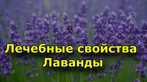 Лечебные свойства лаванды