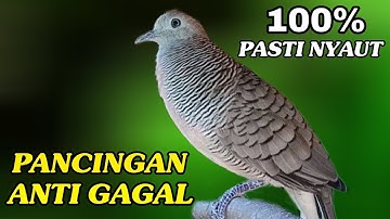 Perkutut lokal gacor  Pancingan  ANTI GAGAL 100% Pasti Langsung nyaut
