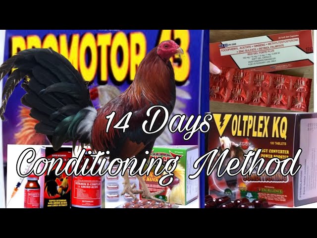 14 Days Conditioning Method/Manok class=