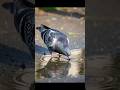 The water is life #shorts #viralvideo #aishorts #emotionalstory #ai #viral #funny #viral #shortstory