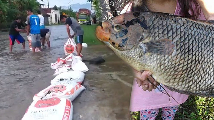 Heboh berebut ikan Bawal & Gurame Besar saat Banjir Bandang di Jalan Raya Ngrajek Kab. Magelang