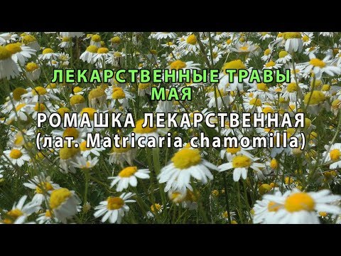 Лекарственные растения Мая