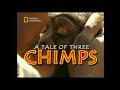 Storia di tre scimpanzé