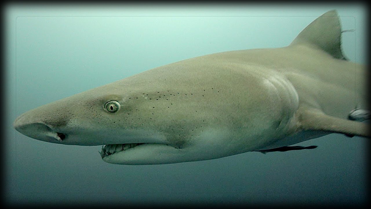 wwe championship Angry Lemon Shark 02 Time Lapse