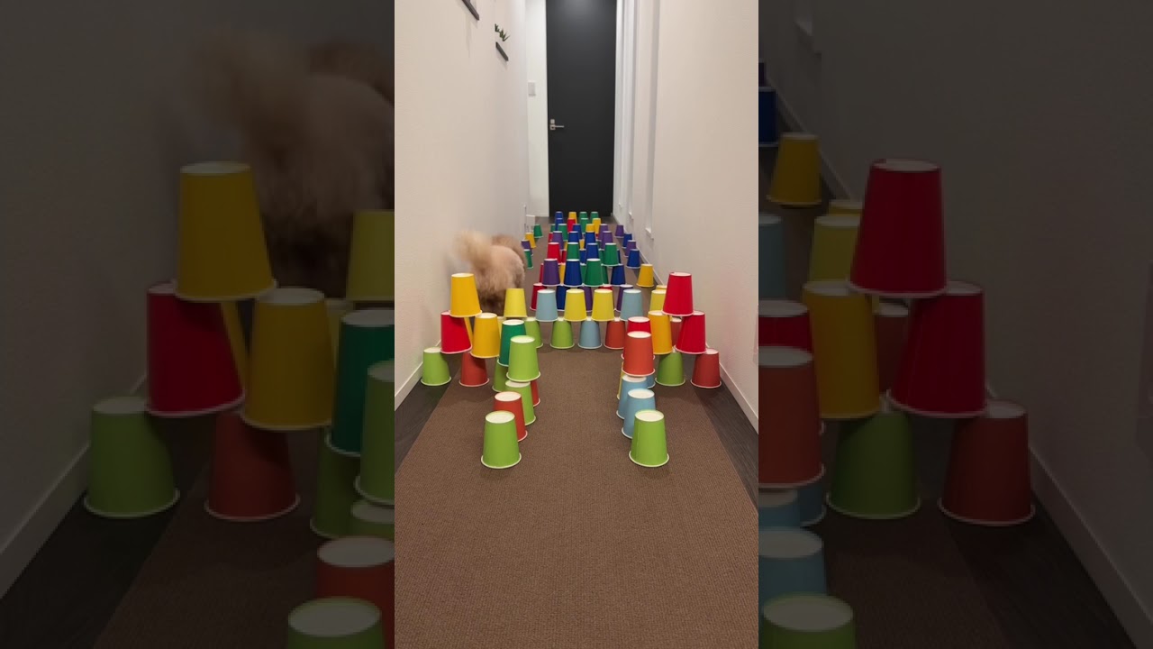 Dog runs!🐶Part15 #shorts