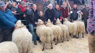 Ram or Tup sale .Welsh Mountain sheep are a fantastic breed come along #farming #sheep