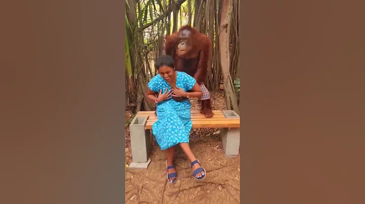 Funny chimpanzee video #shorts 🐒🐒