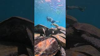 #Snorkeling with Majestic #Turtles at Al Dimaniyat Islands - Ultimate #Underwater Adventure!
