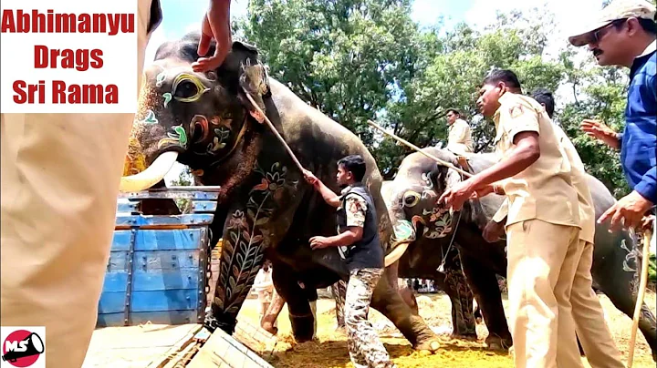 Jumboo Savari Elephant Sri Rama refuses to leave M...
