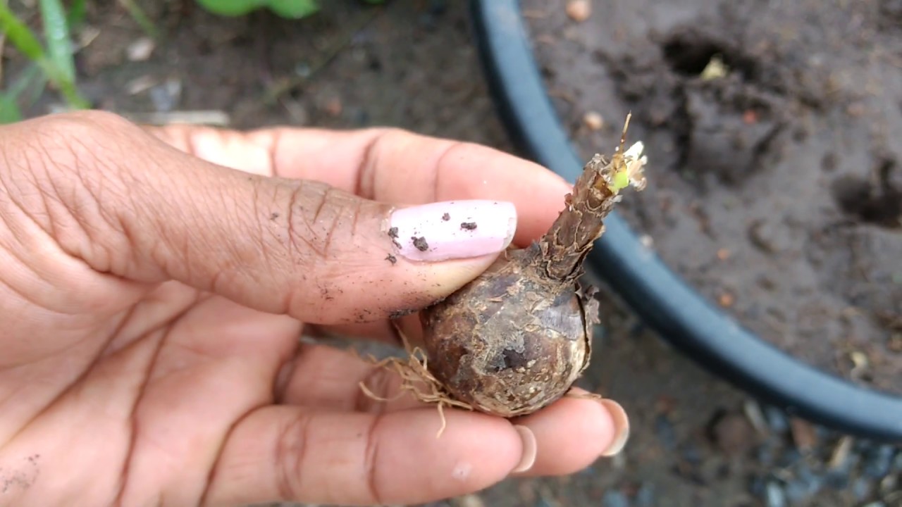 COMO PLANTAR BULBOS DE LÍRIO DO VENTO AMARELO - thptnganamst.edu.vn