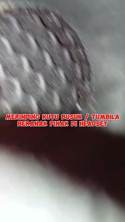 Kutu Busuk / Tumbila Beranak Pinak DiHedset. #hewan #animal  #animals #binatang #tumbilakobong