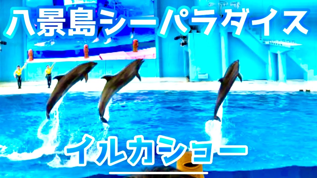 イルカショー In 八景島シーパラダイス Dolphin Show Youtube