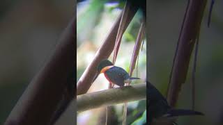 Pygmy King Fisher