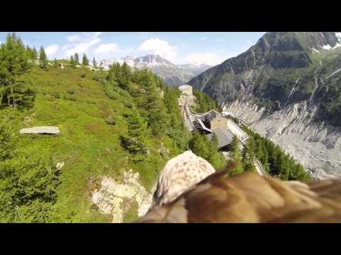 Look At This Totally Insane First-Person Eagle Video